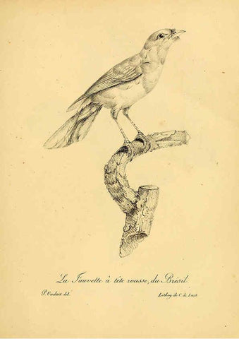 Reproducción/Reproduction 6001885929: La galerie des oiseaux Paris :Carpentier-Méricourt,1834
