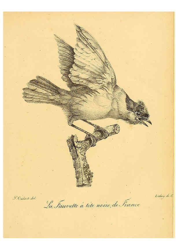 Reproducción/Reproduction 6001886325: La galerie des oiseaux Paris :Carpentier-Méricourt,1834