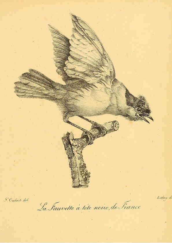 Reproducción/Reproduction 6001886325: La galerie des oiseaux Paris :Carpentier-Méricourt,1834