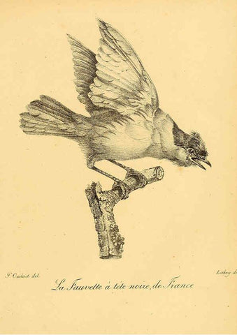 Reproducción/Reproduction 6001886325: La galerie des oiseaux Paris :Carpentier-Méricourt,1834