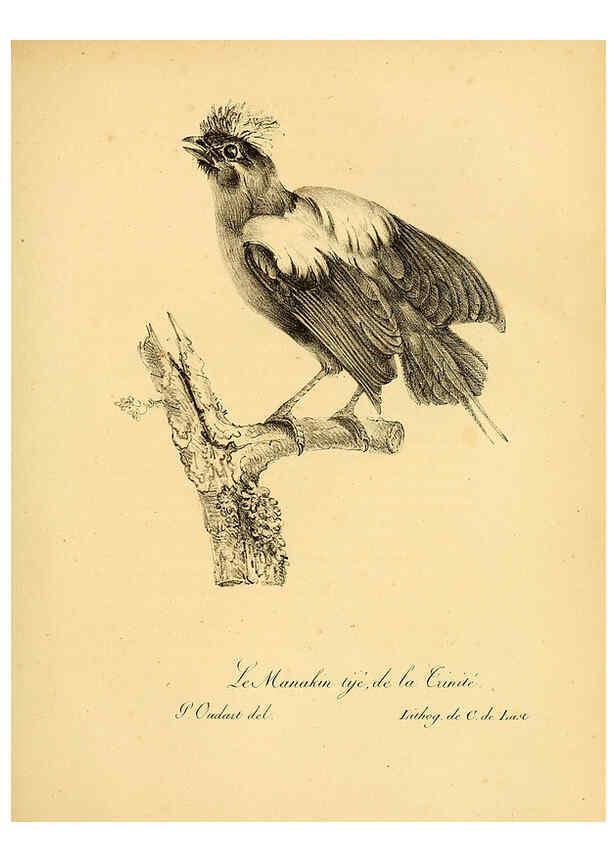Reproducción/Reproduction 6002435298: La galerie des oiseaux Paris :Carpentier-Méricourt,1834