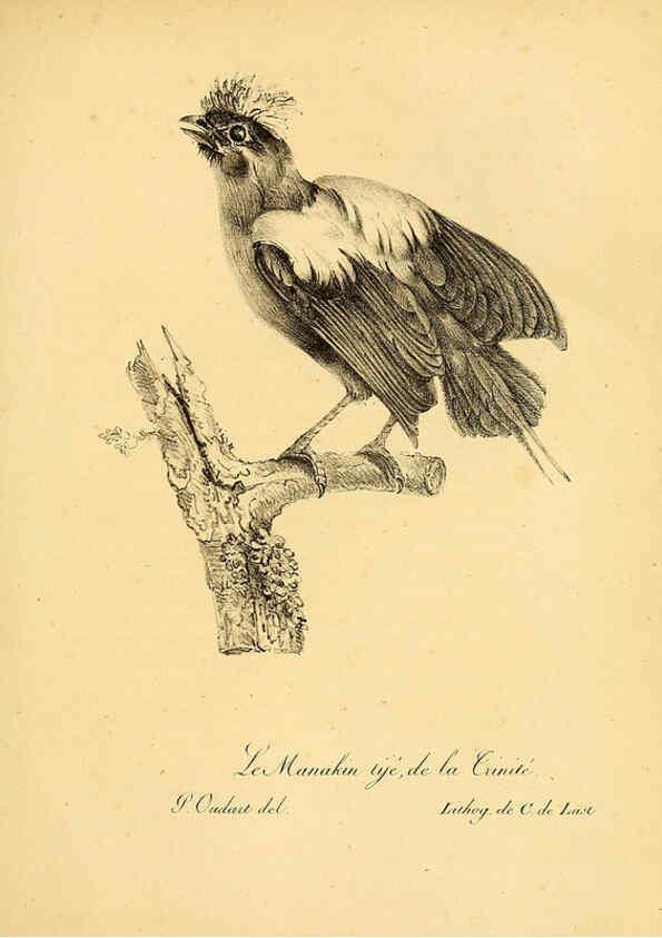 Reproducción/Reproduction 6002435298: La galerie des oiseaux Paris :Carpentier-Méricourt,1834