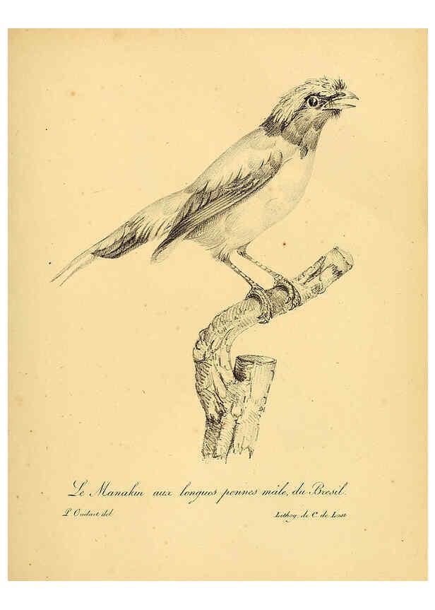 Reproducción/Reproduction 6002435662: La galerie des oiseaux Paris :Carpentier-Méricourt,1834