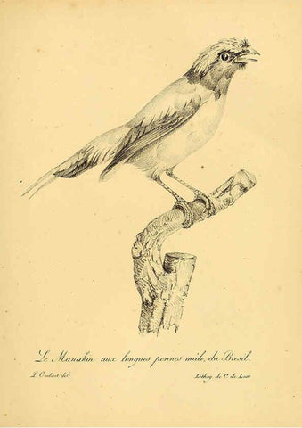 Reproducción/Reproduction 6002435662: La galerie des oiseaux Paris :Carpentier-Méricourt,1834