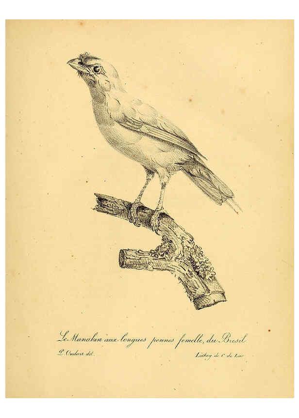 Reproducción/Reproduction 6001887439: La galerie des oiseaux Paris :Carpentier-Méricourt,1834