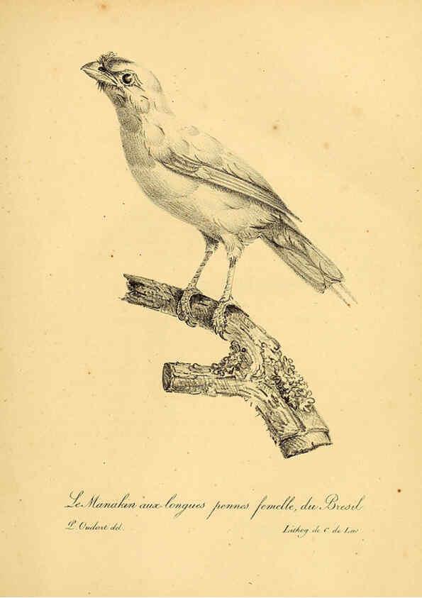 Reproducción/Reproduction 6001887439: La galerie des oiseaux Paris :Carpentier-Méricourt,1834