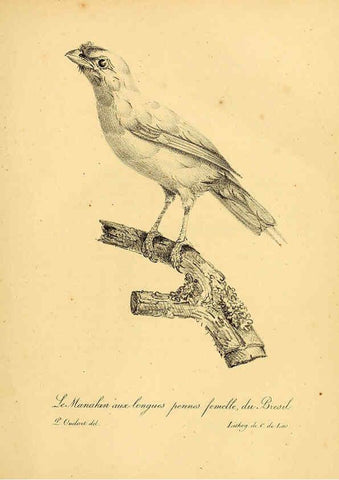 Reproducción/Reproduction 6001887439: La galerie des oiseaux Paris :Carpentier-Méricourt,1834