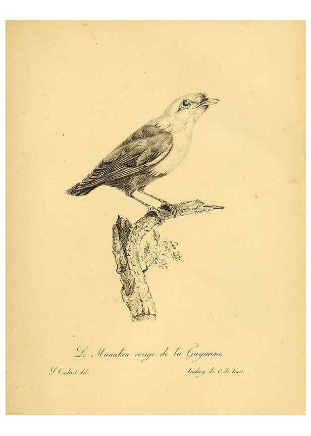 Reproducción/Reproduction 6001887825: La galerie des oiseaux Paris :Carpentier-Méricourt,1834