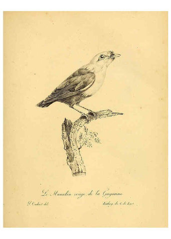 Reproducción/Reproduction 6001887825: La galerie des oiseaux Paris :Carpentier-Méricourt,1834