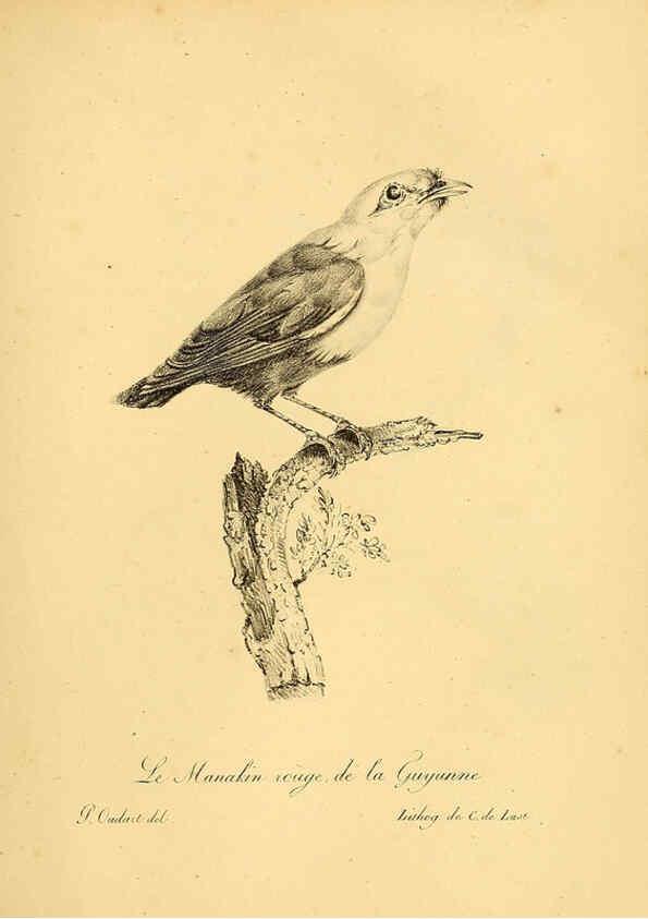 Reproducción/Reproduction 6001887825: La galerie des oiseaux Paris :Carpentier-Méricourt,1834