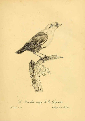 Reproducción/Reproduction 6001887825: La galerie des oiseaux Paris :Carpentier-Méricourt,1834