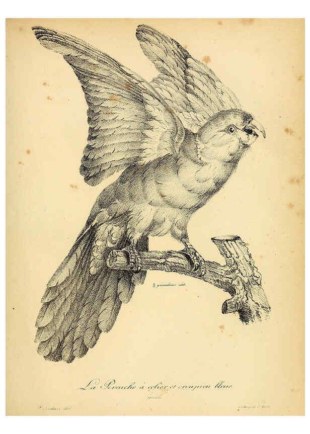Reproducción/Reproduction 6002436780: La galerie des oiseaux Paris :Carpentier-Méricourt,1834