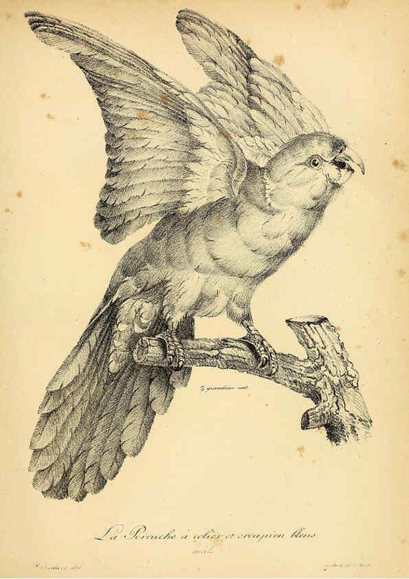Reproducción/Reproduction 6002436780: La galerie des oiseaux Paris :Carpentier-Méricourt,1834