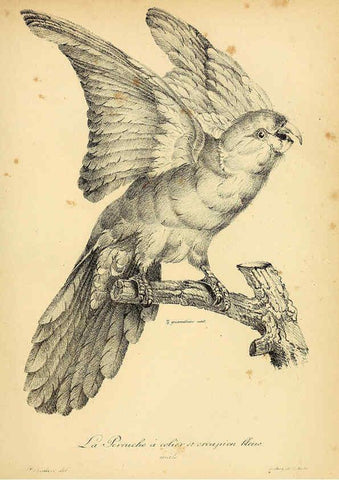 Reproducción/Reproduction 6002436780: La galerie des oiseaux Paris :Carpentier-Méricourt,1834