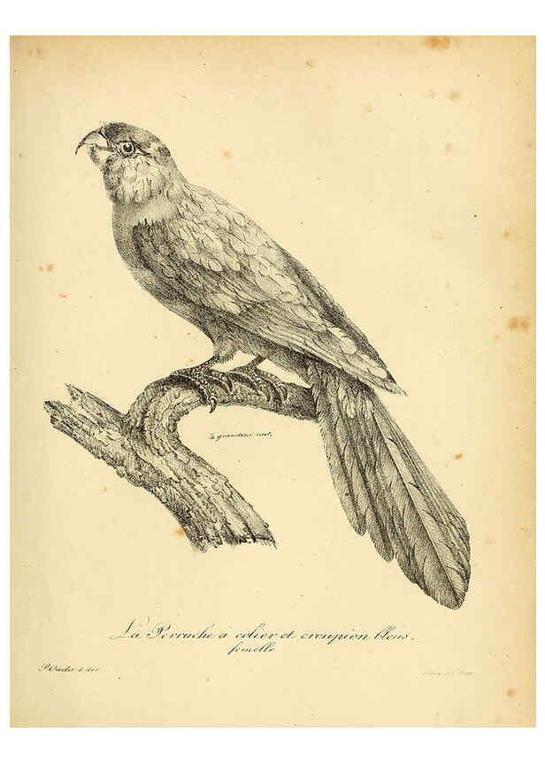 Reproducción/Reproduction 6002437040: La galerie des oiseaux Paris :Carpentier-Méricourt,1834