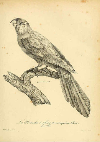 Reproducción/Reproduction 6002437040: La galerie des oiseaux Paris :Carpentier-Méricourt,1834