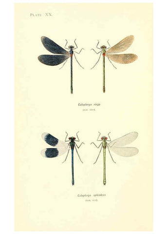 Reproducción/Reproduction 6001791551: British dragonflies (Odonata) London,L.U. Gill,1900