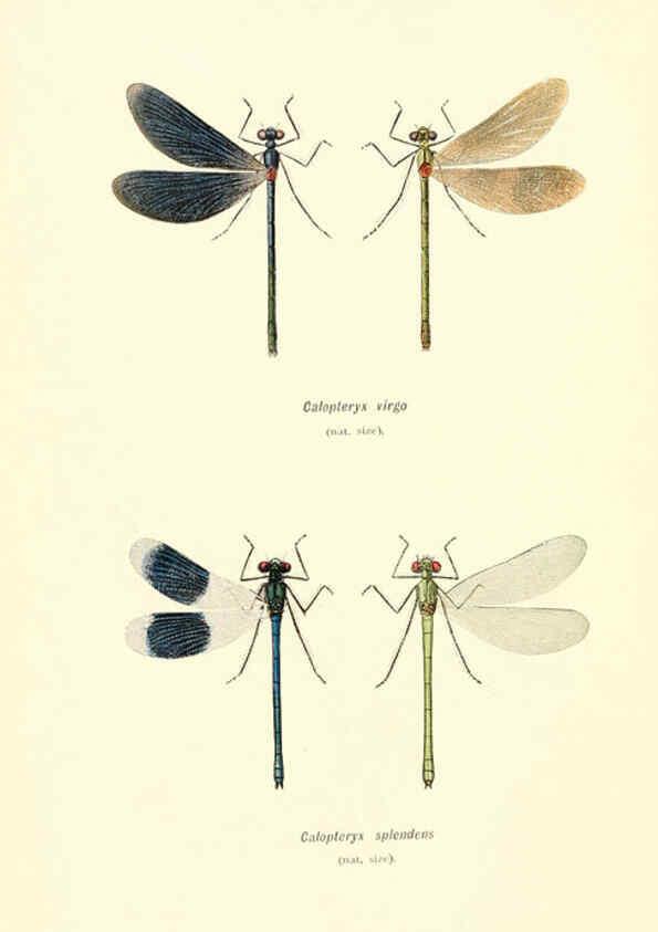 Reproducción/Reproduction 6001791551: British dragonflies (Odonata) London,L.U. Gill,1900