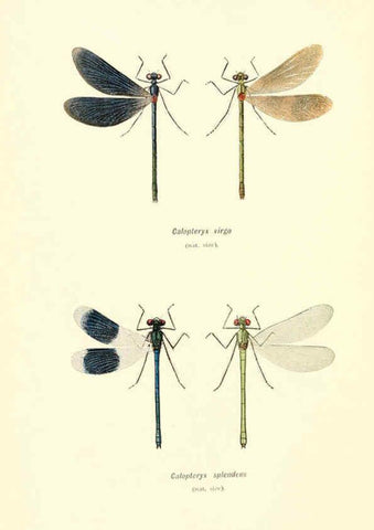 Reproducción/Reproduction 6001791551: British dragonflies (Odonata) London,L.U. Gill,1900