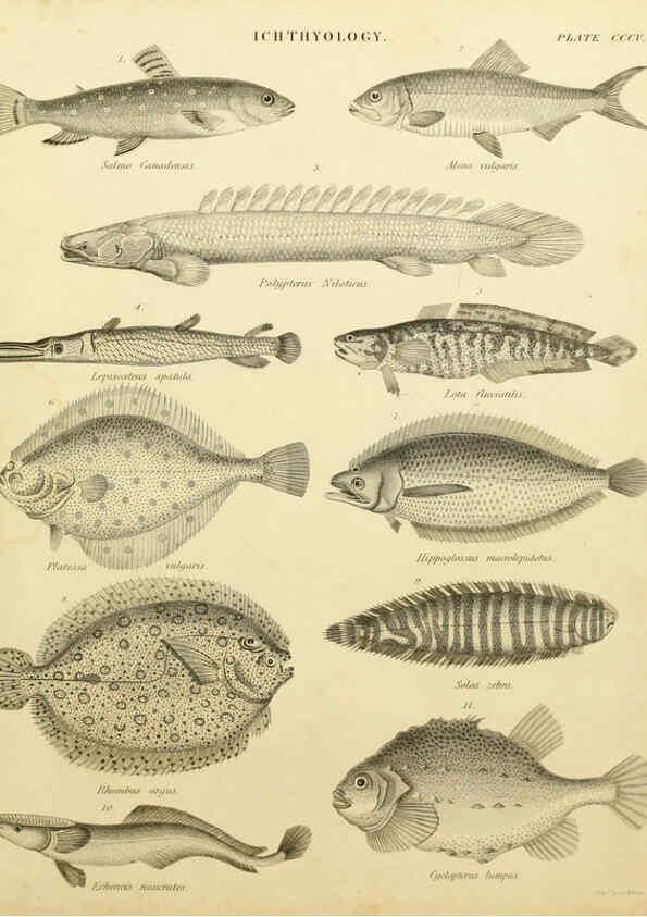 Reproducción/Reproduction 6001874394: An introduction to the natural history of fishes Edinburgh :Adam and Charles Black,1838
