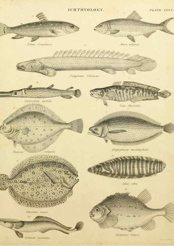 Reproducción/Reproduction 6001874394: An introduction to the natural history of fishes Edinburgh :Adam and Charles Black,1838