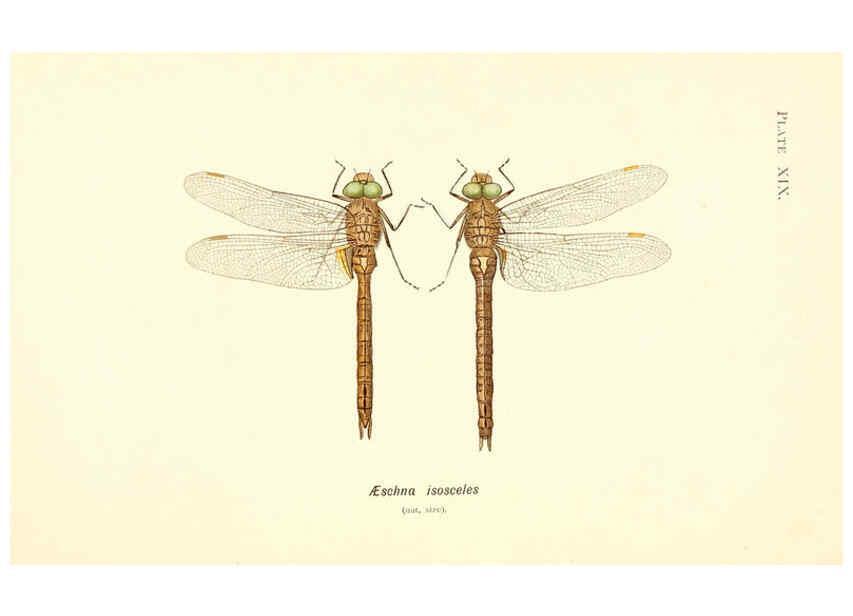 Reproducción/Reproduction 6002340096: British dragonflies (Odonata) London,L.U. Gill,1900