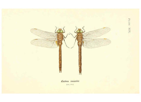 Reproducción/Reproduction 6002340096: British dragonflies (Odonata) London,L.U. Gill,1900