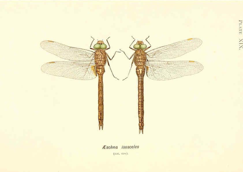 Reproducción/Reproduction 6002340096: British dragonflies (Odonata) London,L.U. Gill,1900
