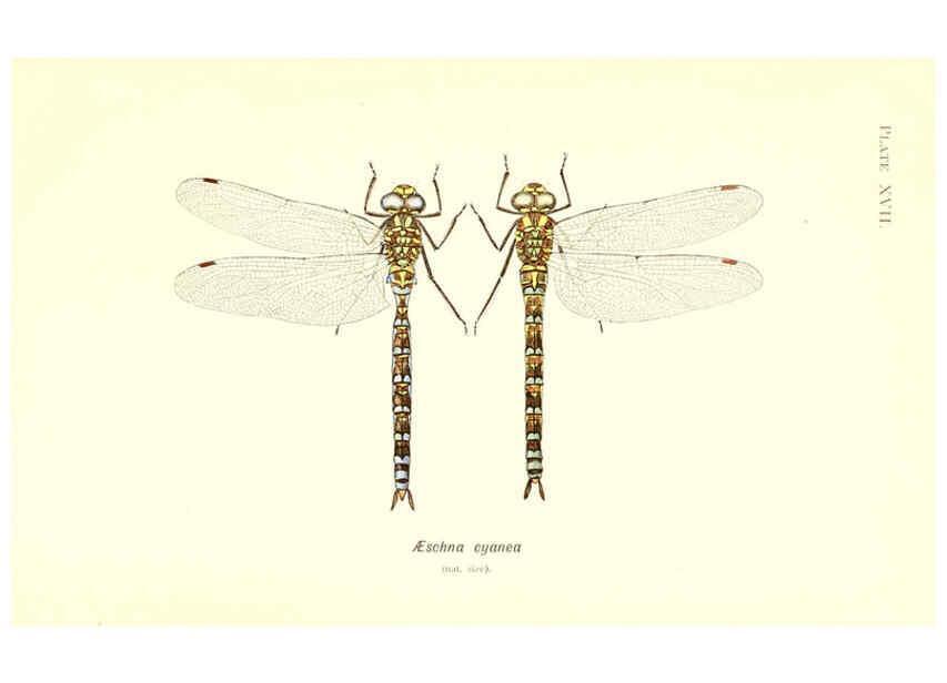 Reproducción/Reproduction 6002339478: British dragonflies (Odonata) London,L.U. Gill,1900