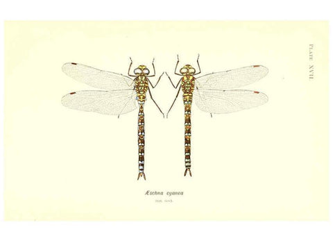 Reproducción/Reproduction 6002339478: British dragonflies (Odonata) London,L.U. Gill,1900