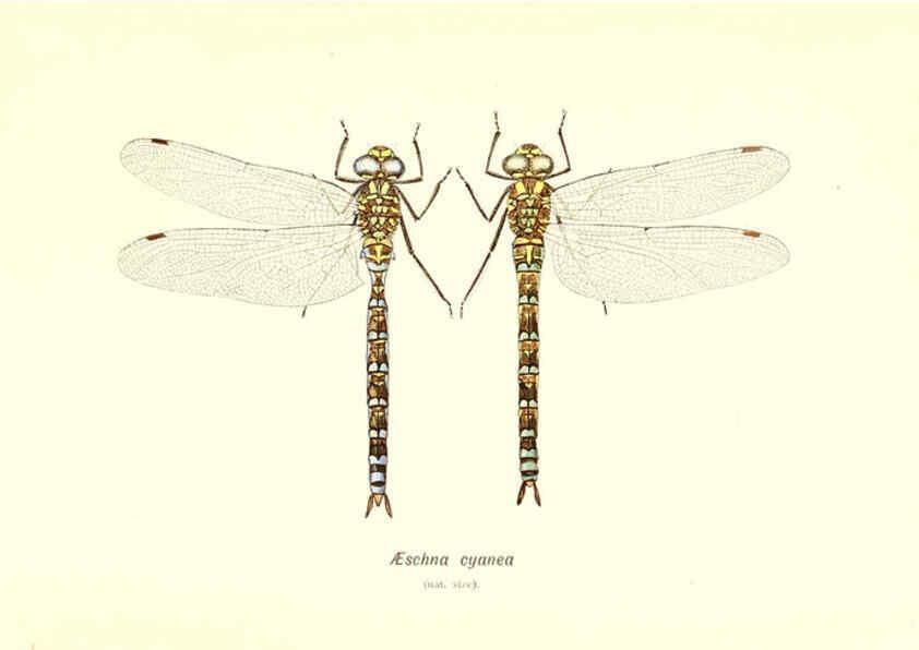 Reproducción/Reproduction 6002339478: British dragonflies (Odonata) London,L.U. Gill,1900