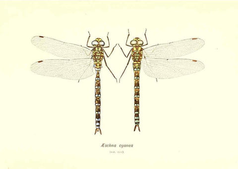 Reproducción/Reproduction 6002339478: British dragonflies (Odonata) London,L.U. Gill,1900