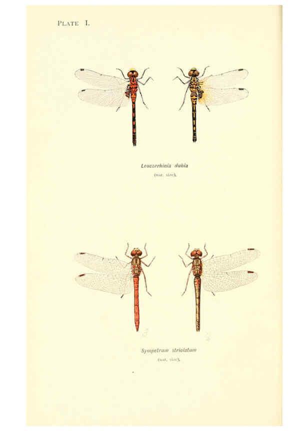 Reproducción/Reproduction 6001785379: British dragonflies (Odonata) London,L.U. Gill,1900