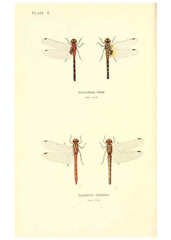 Reproducción/Reproduction 6001785379: British dragonflies (Odonata) London,L.U. Gill,1900