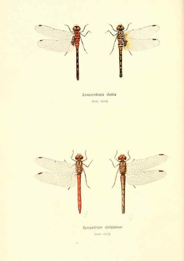 Reproducción/Reproduction 6001785379: British dragonflies (Odonata) London,L.U. Gill,1900