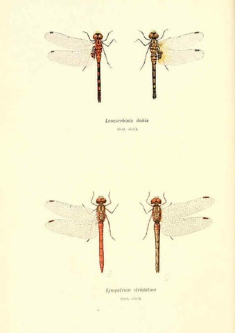 Reproducción/Reproduction 6001785379: British dragonflies (Odonata) London,L.U. Gill,1900
