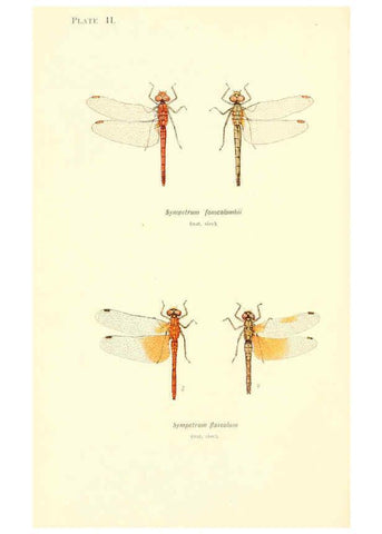 Reproducción/Reproduction 6002334898: British dragonflies (Odonata) London,L.U. Gill,1900