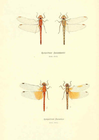 Reproducción/Reproduction 6002334898: British dragonflies (Odonata) London,L.U. Gill,1900