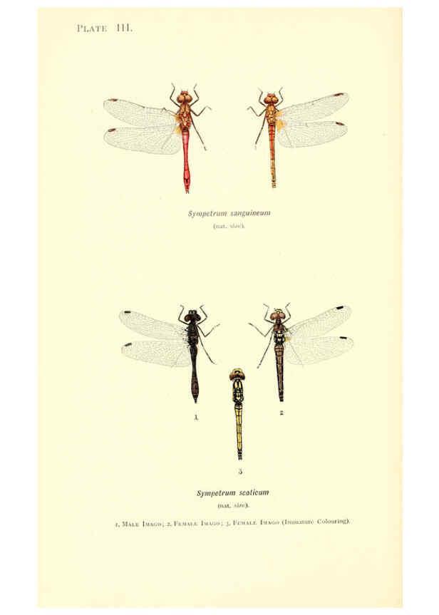 Reproducción/Reproduction 6001785977: British dragonflies (Odonata) London,L.U. Gill,1900