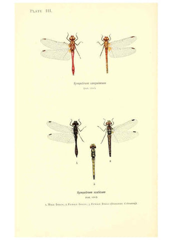Reproducción/Reproduction 6001785977: British dragonflies (Odonata) London,L.U. Gill,1900