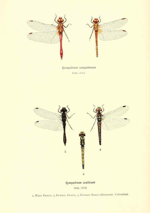 Reproducción/Reproduction 6001785977: British dragonflies (Odonata) London,L.U. Gill,1900