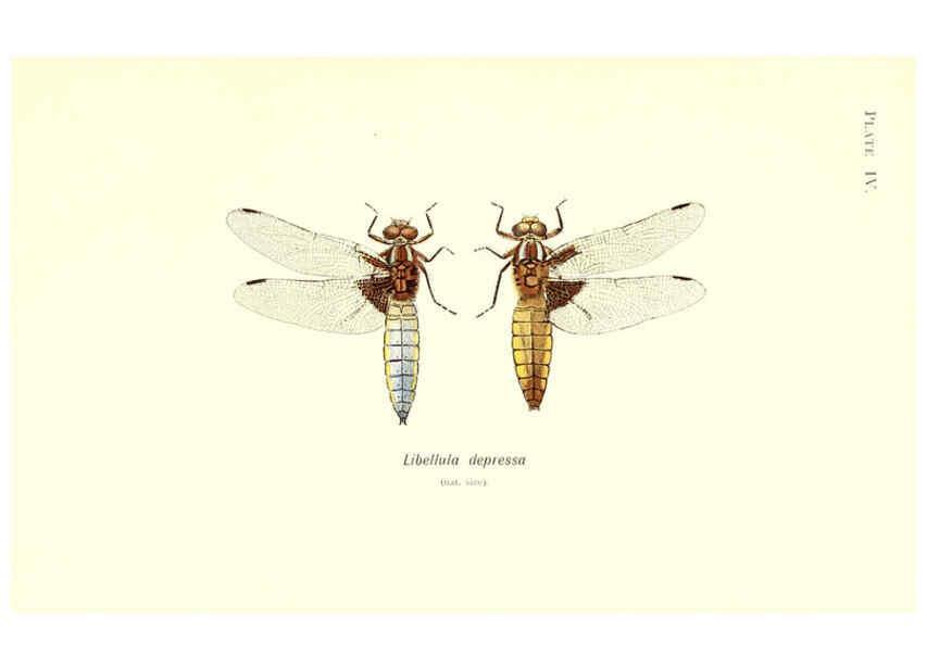 Reproducción/Reproduction 6001786229: British dragonflies (Odonata) London,L.U. Gill,1900