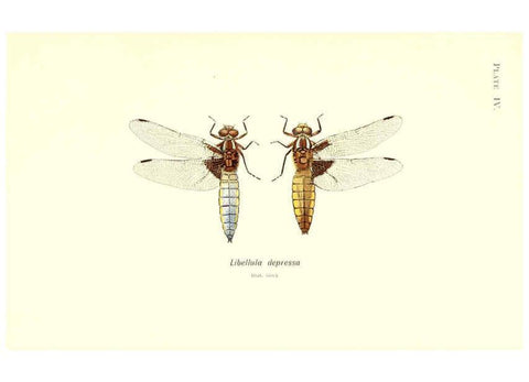 Reproducción/Reproduction 6001786229: British dragonflies (Odonata) London,L.U. Gill,1900