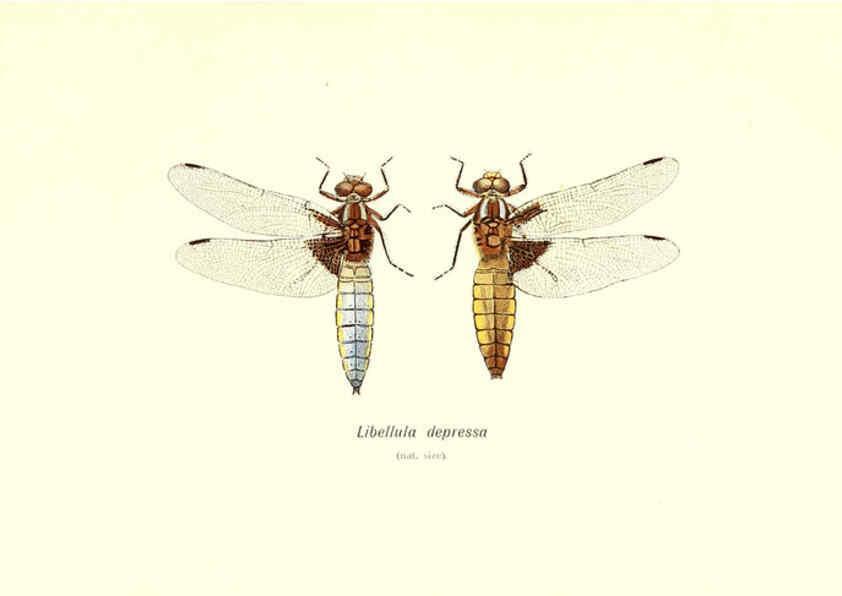 Reproducción/Reproduction 6001786229: British dragonflies (Odonata) London,L.U. Gill,1900
