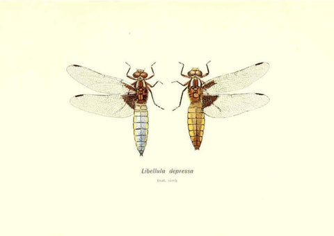 Reproducción/Reproduction 6001786229: British dragonflies (Odonata) London,L.U. Gill,1900