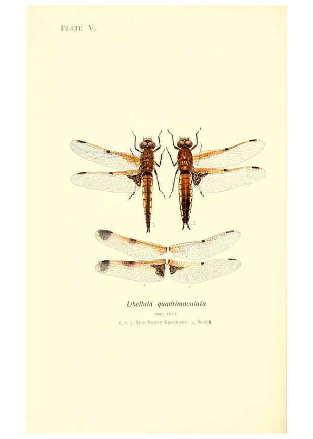 Reproducción/Reproduction 6002335768: British dragonflies (Odonata) London,L.U. Gill,1900