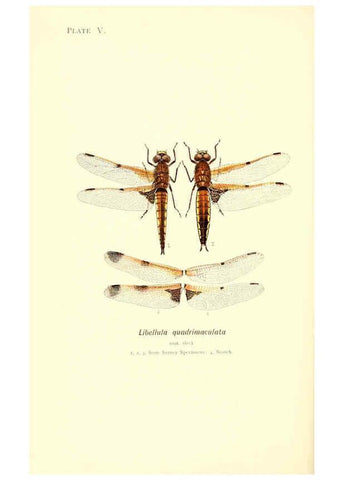 Reproducción/Reproduction 6002335768: British dragonflies (Odonata) London,L.U. Gill,1900