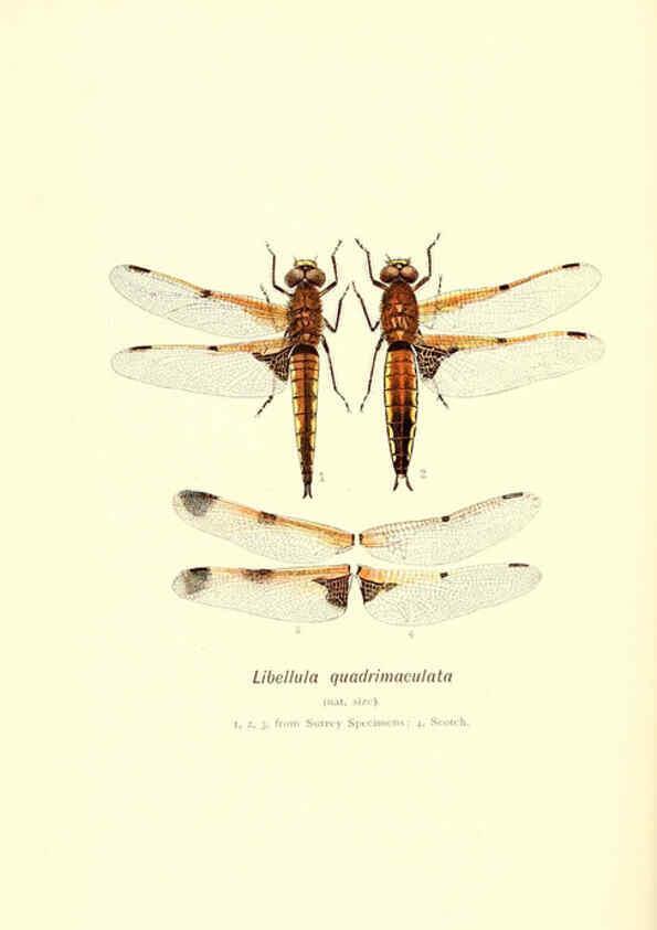 Reproducción/Reproduction 6002335768: British dragonflies (Odonata) London,L.U. Gill,1900