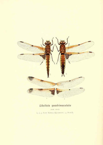 Reproducción/Reproduction 6002335768: British dragonflies (Odonata) London,L.U. Gill,1900