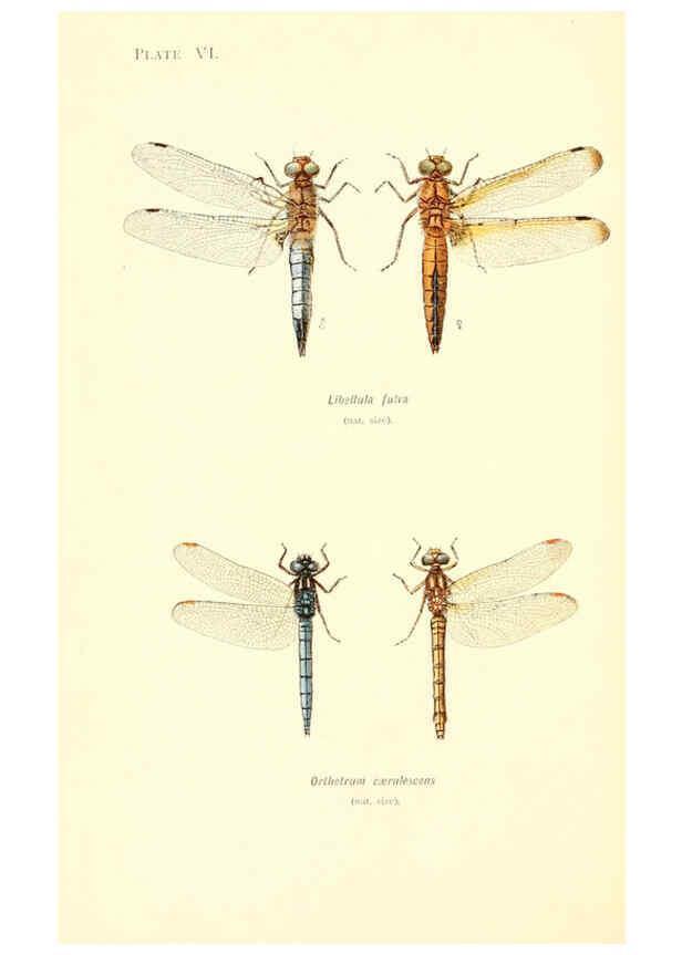 Reproducción/Reproduction 6002336114: British dragonflies (Odonata) London,L.U. Gill,1900